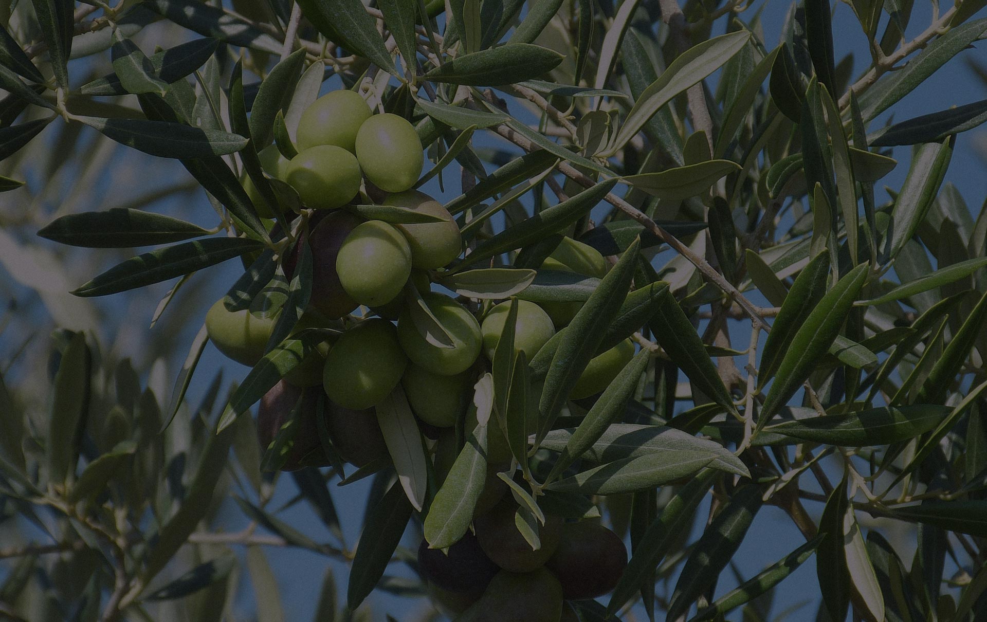 Viveros de Olivo Carpio