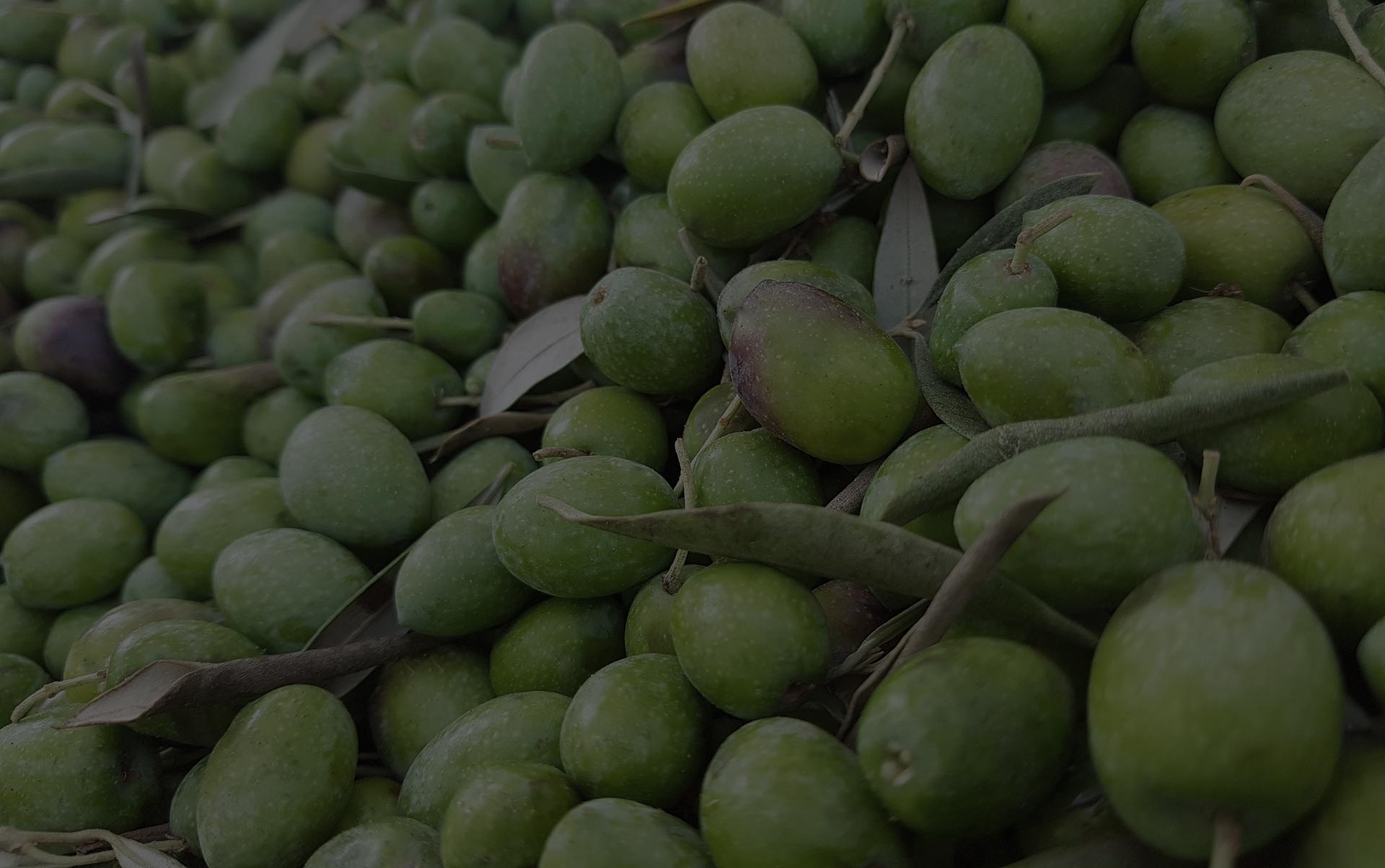 Viveros de Olivo Carpio